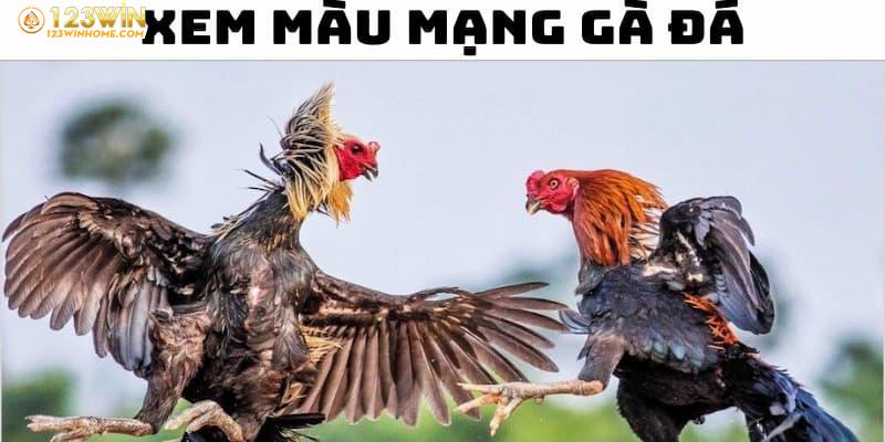 Xem Màu Mạng Gà Đá